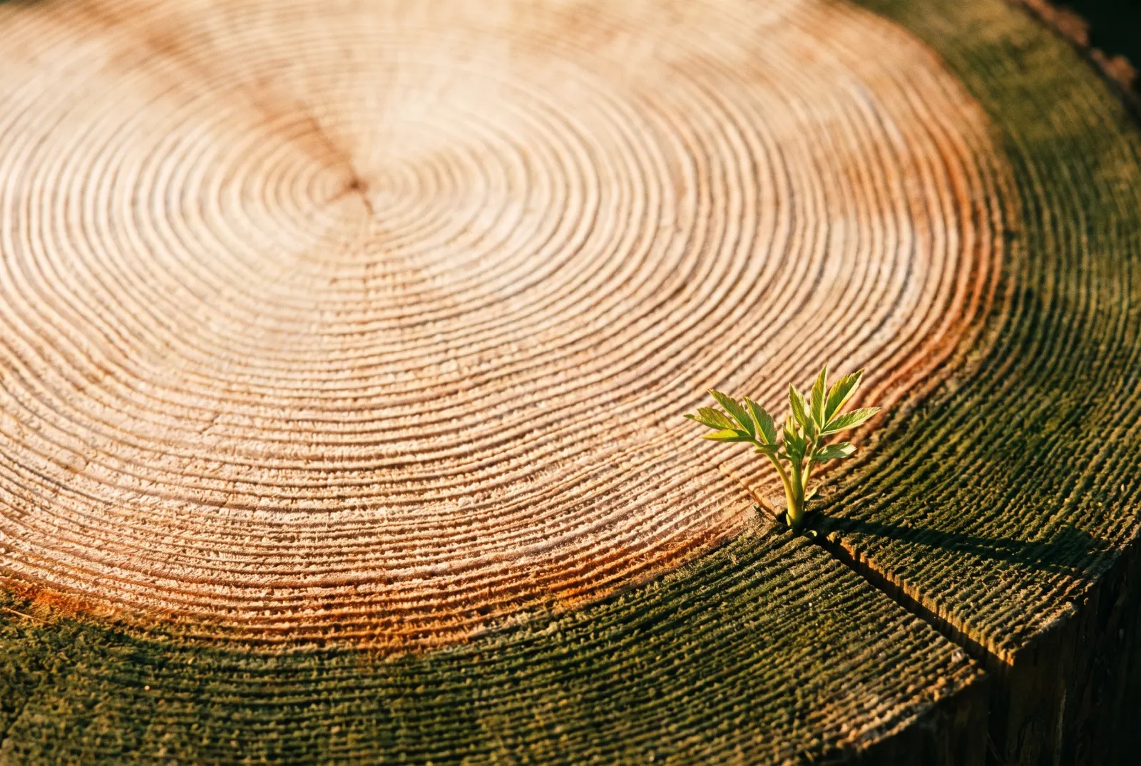 Tree rings with a small green shoot