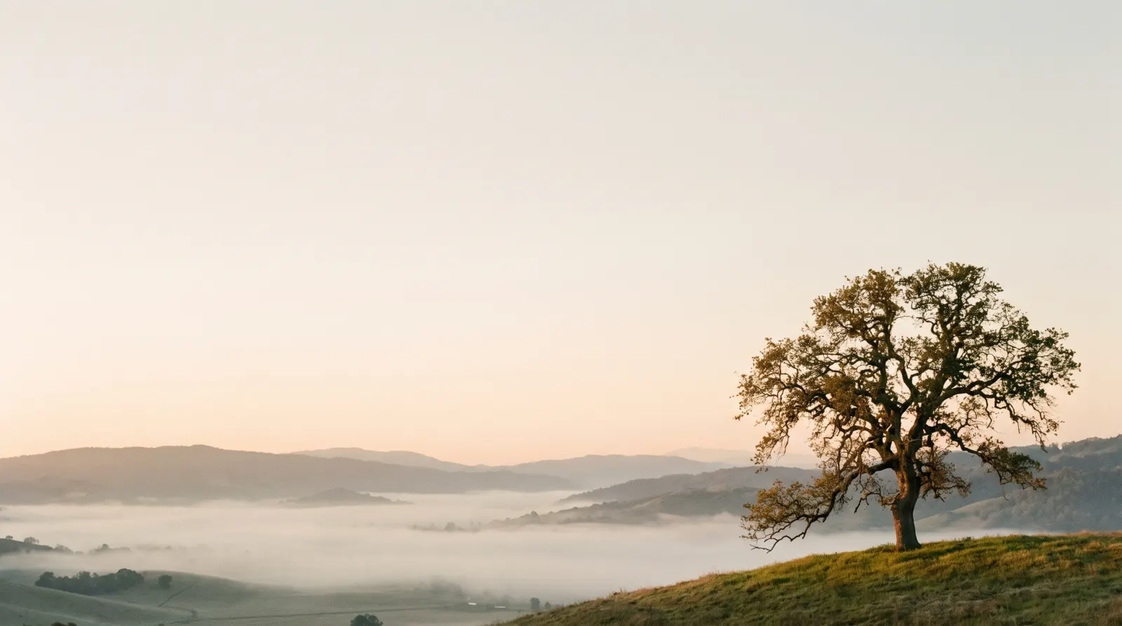 A lone oak on a rise above a valley of fog. The left half of the picture is lit by dawn and the right half by dusk.